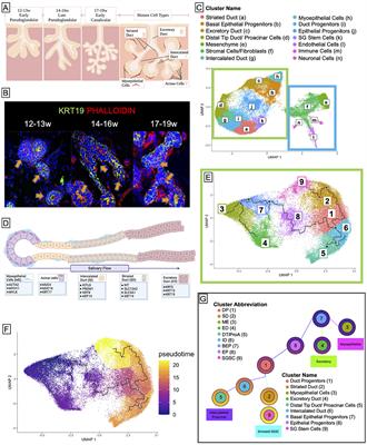 Sci-Seq of Human Fetal Salivary Tissue Introduces Human Transcriptional Paradigms and a Novel Cell Population